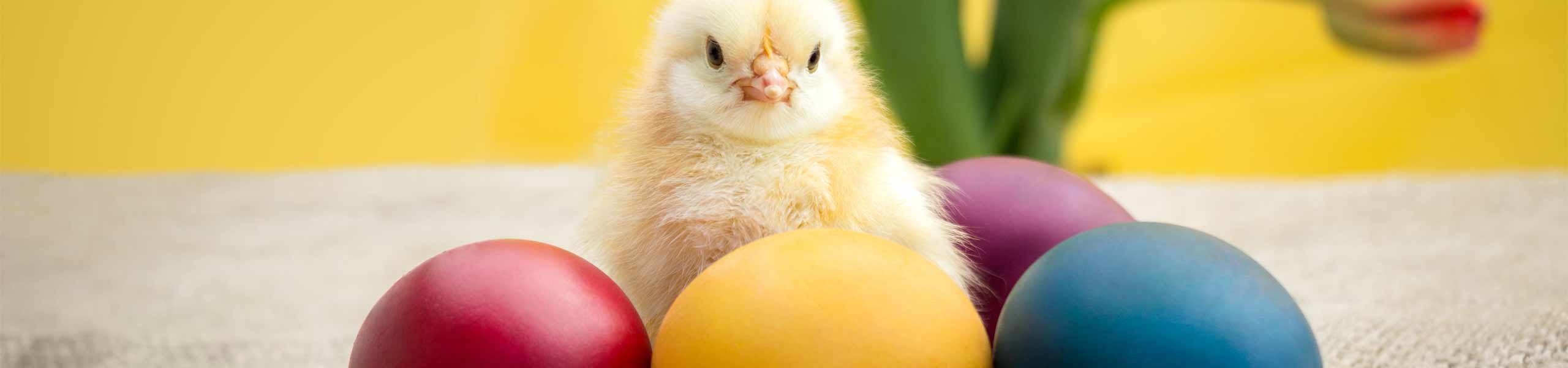The Chicken & The Egg